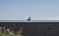 Eastbourne, England - blue skies and seas and a bird.